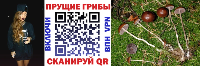 blacksprut ССЫЛКА  купить наркоту  Свирск  Галлюциногенные грибы GOLDEN TEACHER 